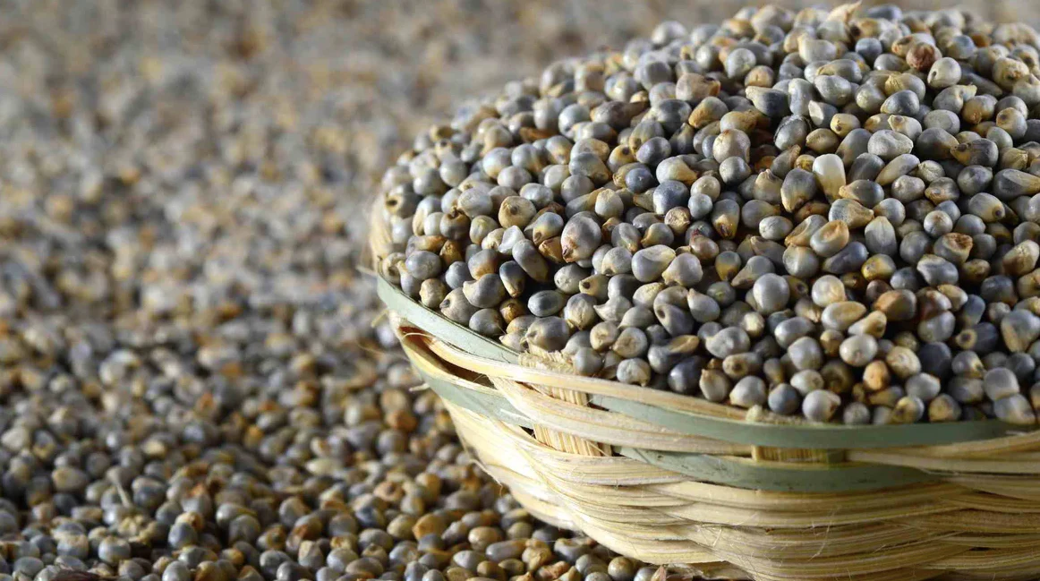 BajraSeeds_2048x